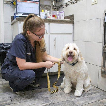 Highland Pet Hospital