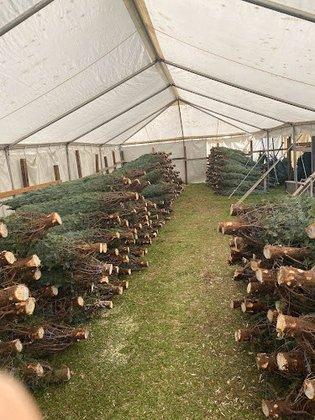 Alpine Christmas Trees