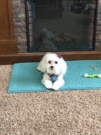 Adorable Dogs,