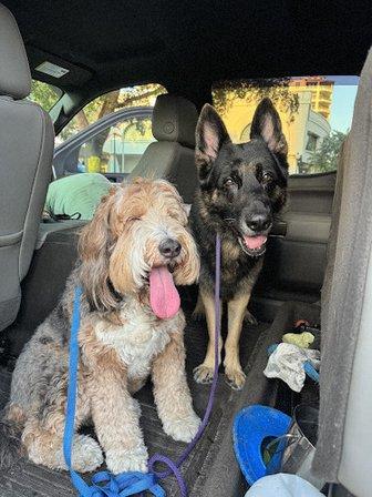 Solid K9 Training Academy