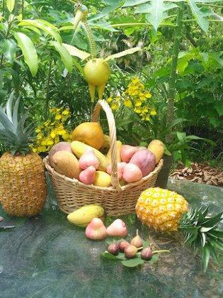 Natasha's Tropical Garden