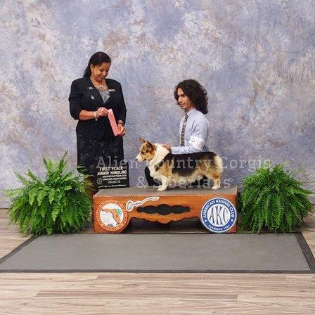 Alien Country Corgis & Siberian Cats
