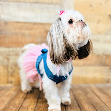 Puppy Boutique of Lake Hamilton