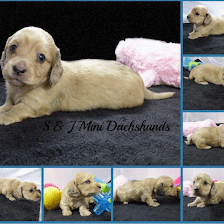 Suncoast Dachshunds