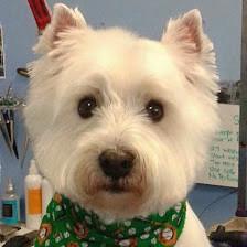 Furry Tails Pet Grooming