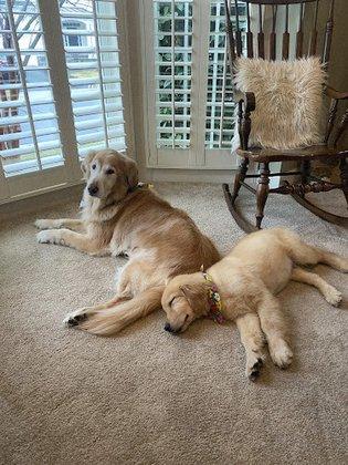 Eagleridge Golden Retrievers