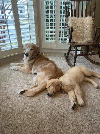 Eagleridge Golden Retrievers