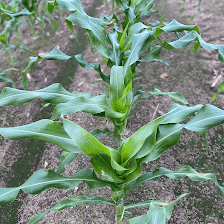 Frazier Farms