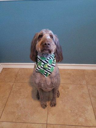 Bone-Afide Pet Grooming