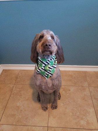 Bone-Afide Pet Grooming