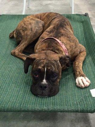 Woofdorf Astoria of Lakewood Ranch