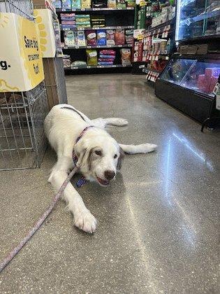 Pet Supplies Plus - Sarasota East