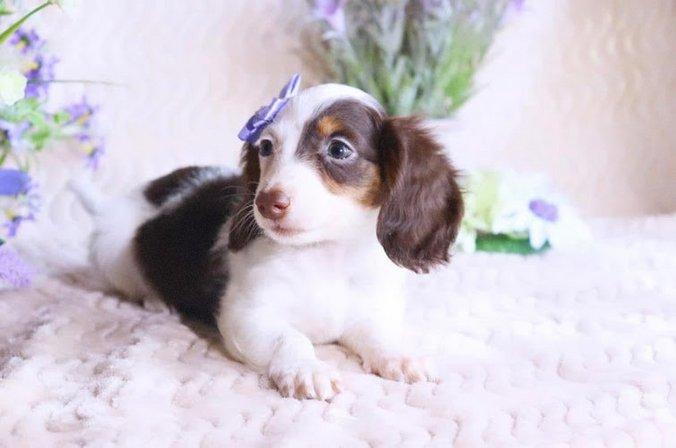 Suncoast Dachshunds