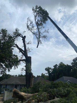 Tree Service Legends