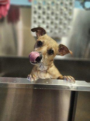 Romi's Royal puppy spa
