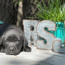 RSJ Labradors
