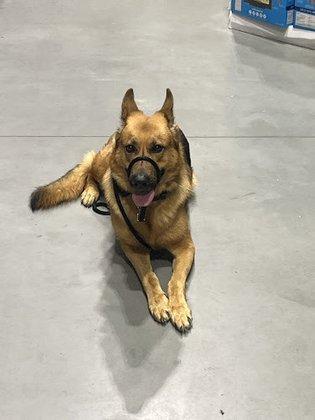 Lucez K9 Services