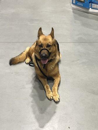 Lucez K9 Services