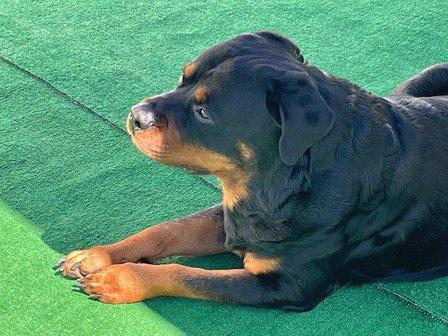 Iron Gate Rottweilers