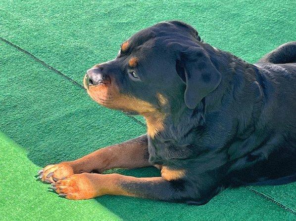 Iron Gate Rottweilers