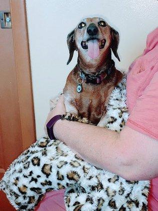Garden Grove Animal Hospital