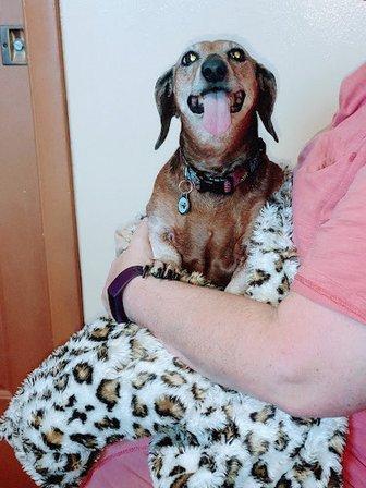 Garden Grove Animal Hospital