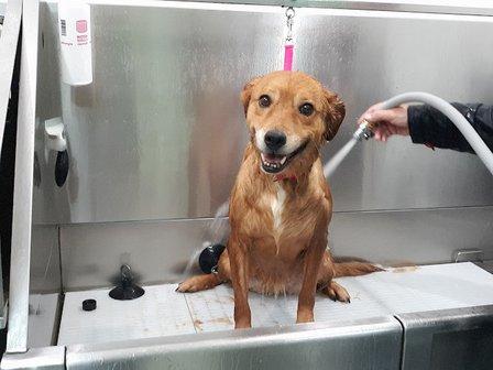 Reu's Corner Pet Spa