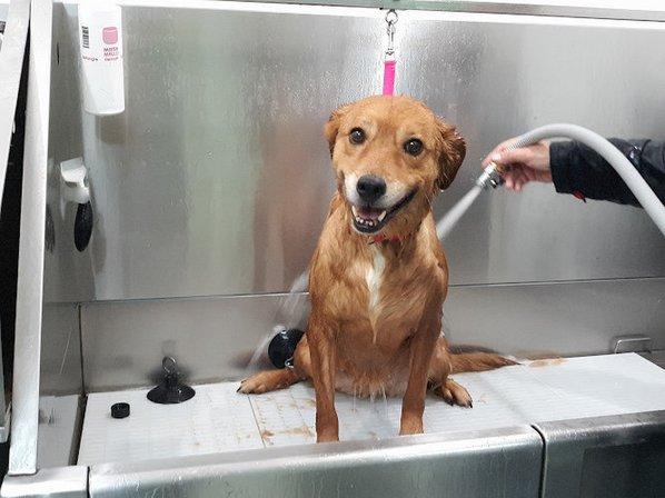 Reu's Corner Pet Spa