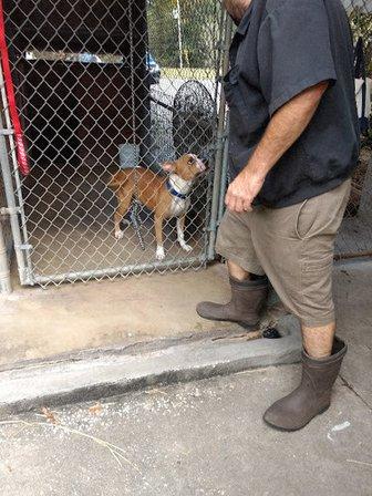 Lo-Oaks Kennels