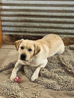RSJ Labradors