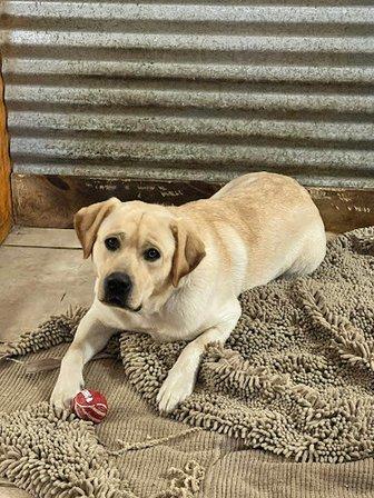 RSJ Labradors