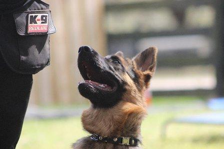 Southernwind Kennels | German Shepherd Puppies