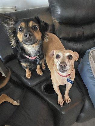 Elite Pet Watchers