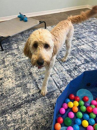 Ruby's Pet Resort