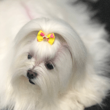 Pawfessional Pet Styling