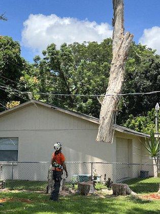 The Tree Whisperer