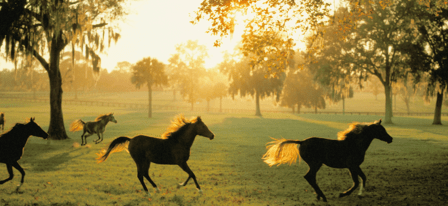 Ocala Funeral and Cremation Care