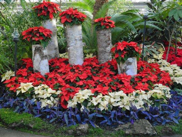 County Line Rose Florist 2