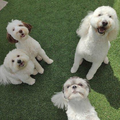 Hollywoof Pet Resort
