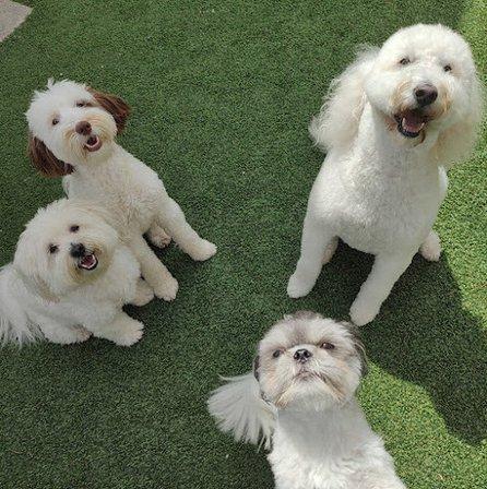 Hollywoof Pet Resort