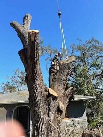 CJ's Tree Service - Sarasota Tree Service