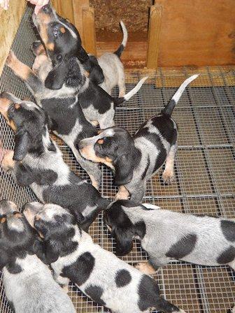 Backwoods Bluetick Kennels
