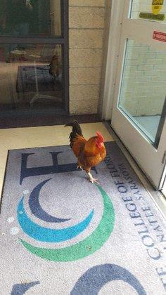 SCF Professional Development Center