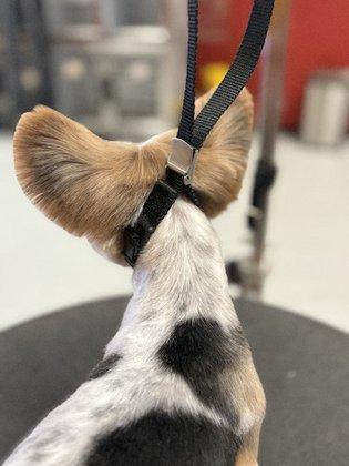 Pawfessional Pet Styling