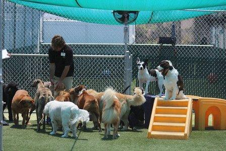 Bayside Pet Resort