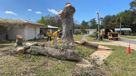 Morris Tree Service