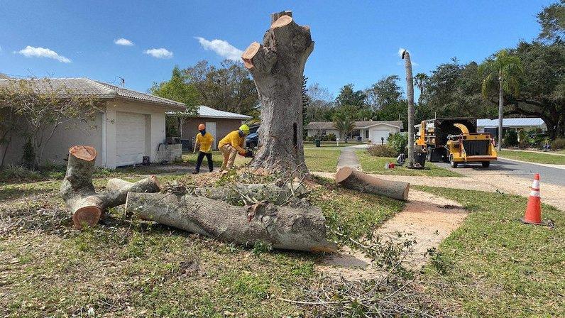 Morris Tree Service