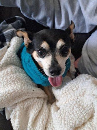 The Pet Clinic of Bradenton