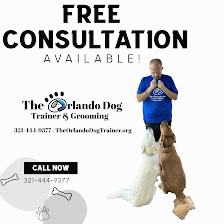 The Orlando Dog Trainer