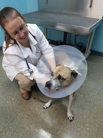 Paws and Perches Animal Hospital